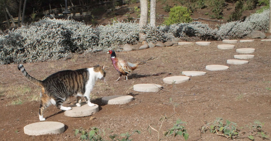 Cat and Pheasant