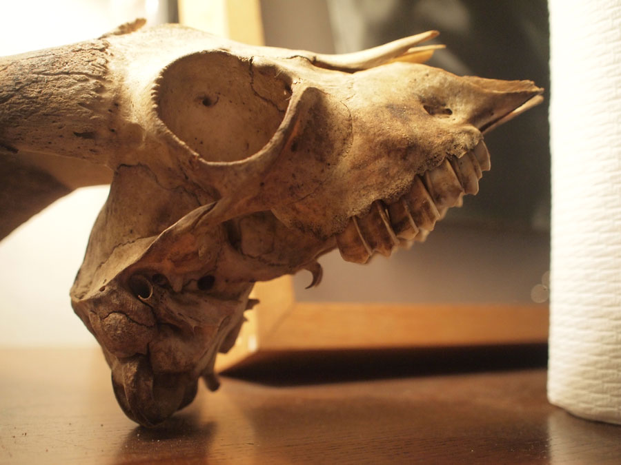goat skull