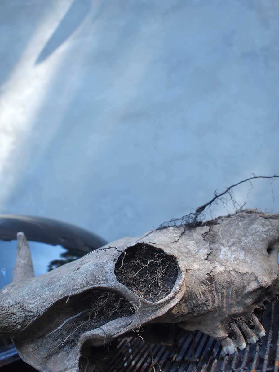 Cow Skull on Grill