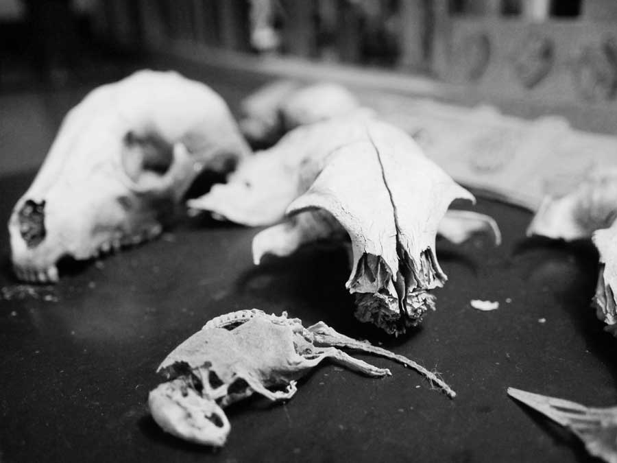 Part of Bone Collection