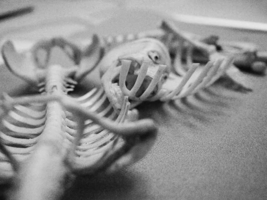 Plastic Skeleton