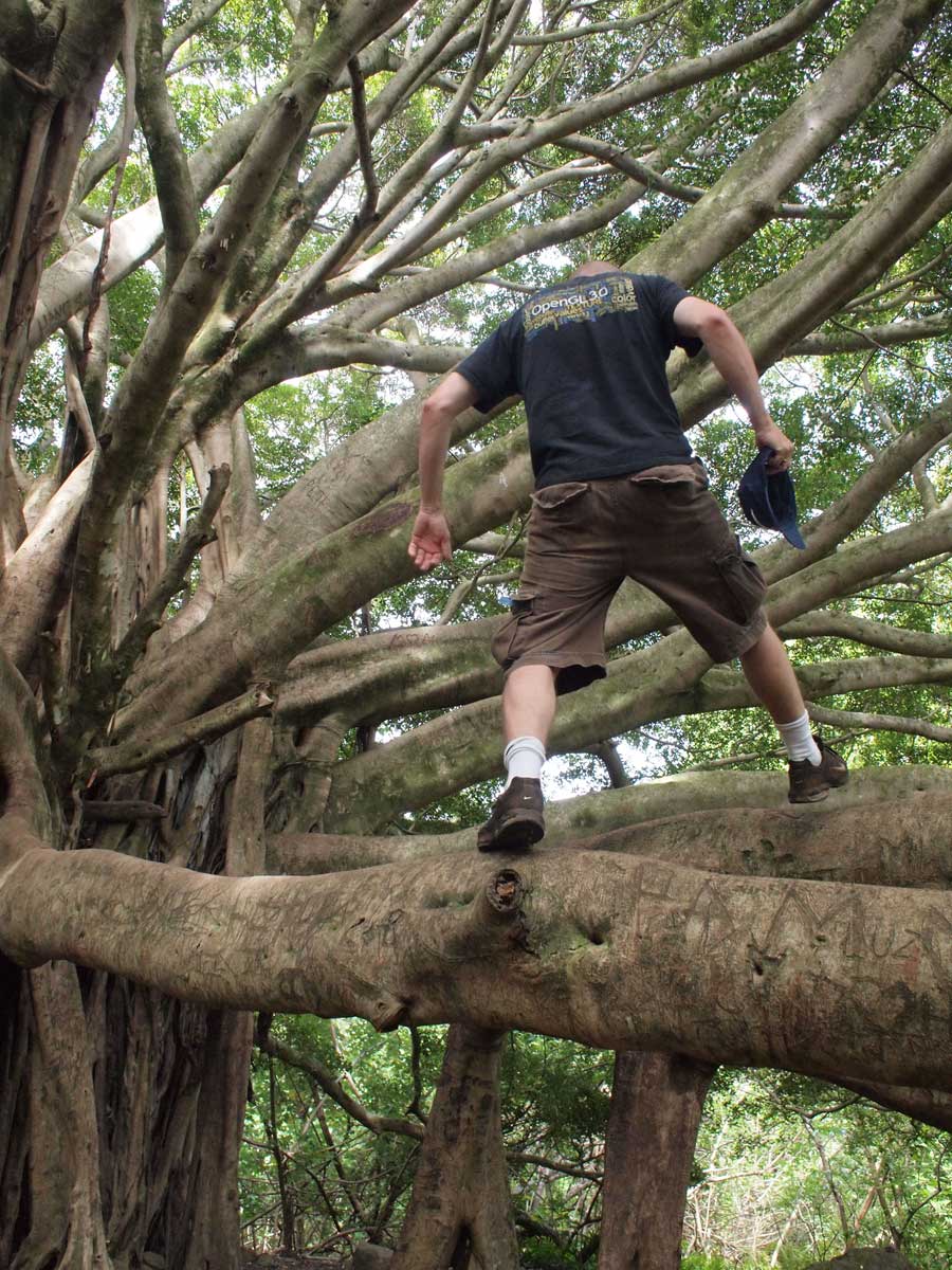 Tree Walking
