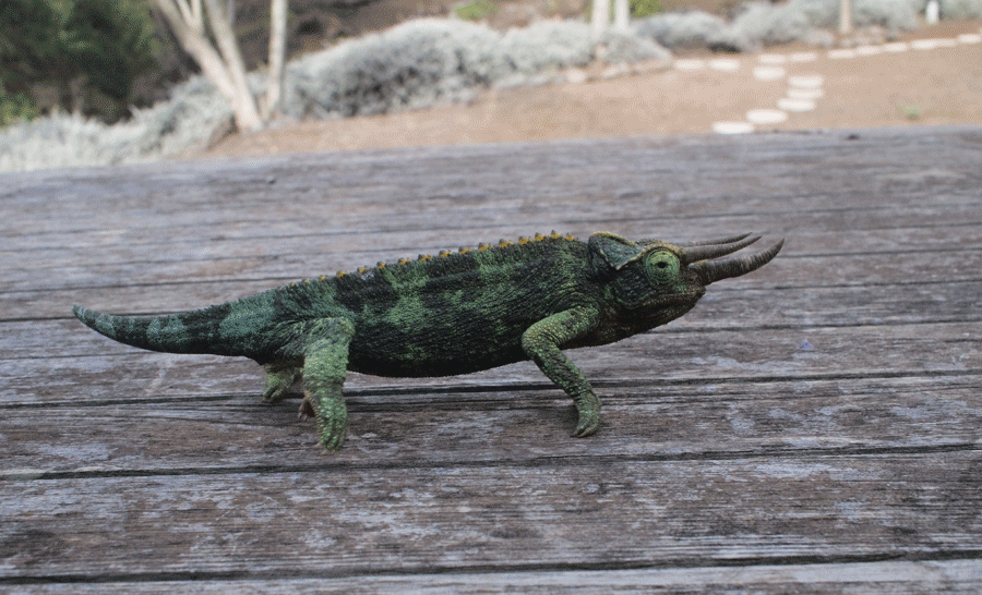 lizard walk