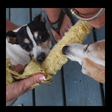 Hungry Yippers