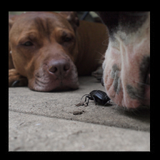 Big Bug