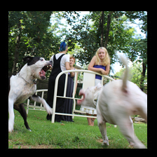 Dogs Playing