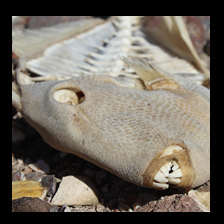 Former Fish