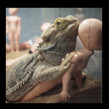 Lizard Dolls