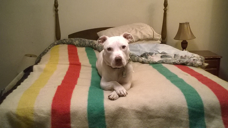 Zeus Injured