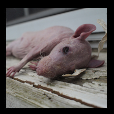 Hairless Rat