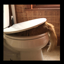 Cat Flush