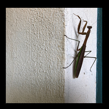 Door Bug