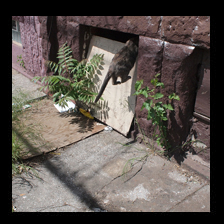 Cats Away