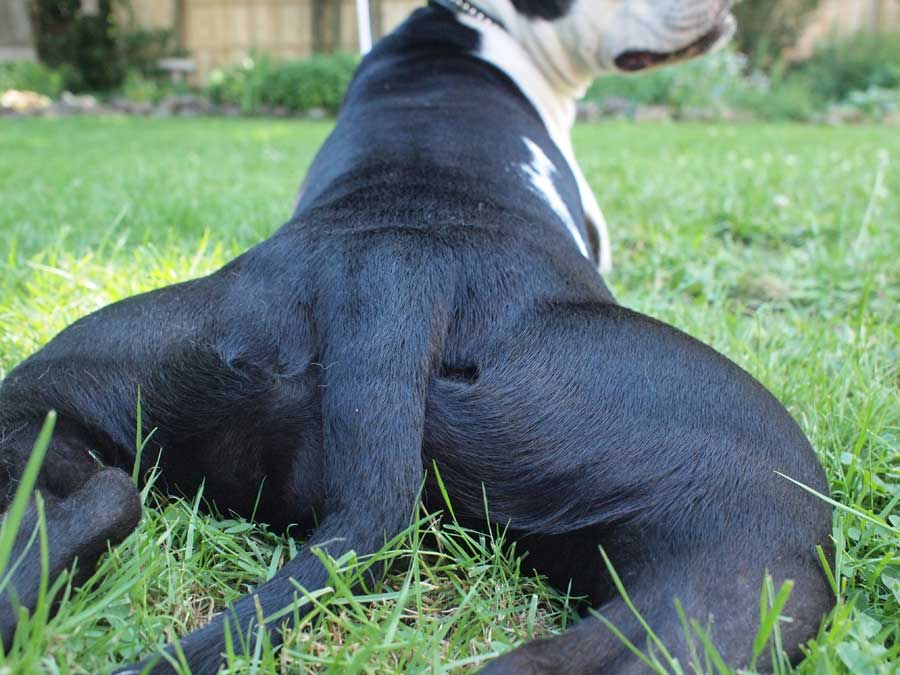 Zeus Injured