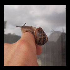 Snail