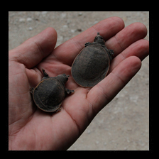 Toads