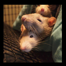 Ferret